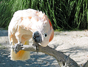 Theo, a confident 9.4-month juvenile male Moluccan Cockatoo with a bright salmon crest.