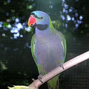 Young female Derbyan Parakeet with soft teal chest colouring