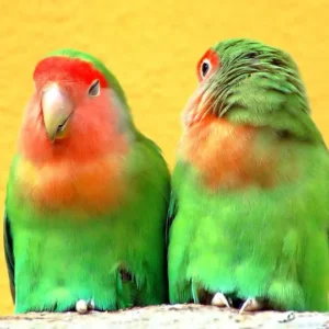 Peach-Faced Lovebird bonded pair perched together
