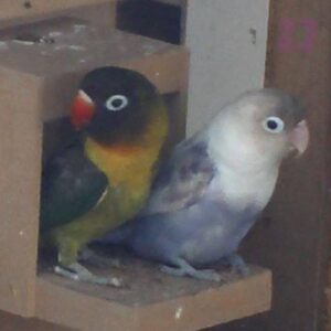 Young Masked Lovebird male and female perched together
