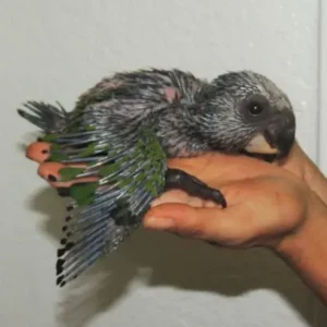 Baby female Hawk-headed Parrot Nyxara with developing crest feathers
