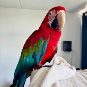 Young female Green-Winged Macaw named Nyxara with confident posture
