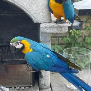 Orion and Selene, a tame blue and gold macaw pair perched together