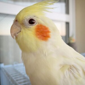 Pearl Cockatiel