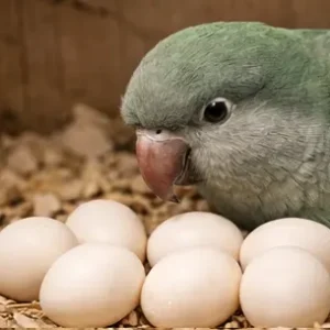Quaker (Monk) Parakeet Eggs