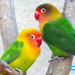 Fischer’s Lovebird duo perched together