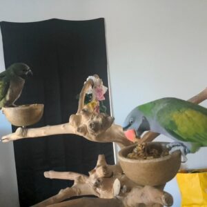 Bonded male and female Derbyan Parakeets perched together