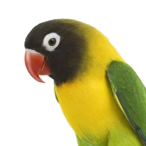 Young male Masked Lovebird with deepening facial mask