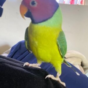 Young male Plum-Headed Parakeet named Ravian with developing plum head