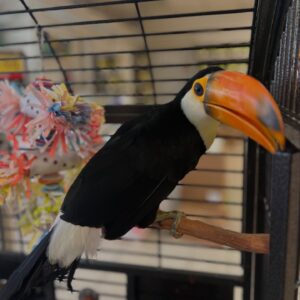 Young male Toco Toucan Ravion available for sale with strong beak coloration