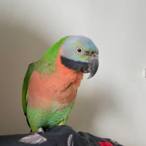 Young male Mustache Parakeet named Renzo with developing facial markings