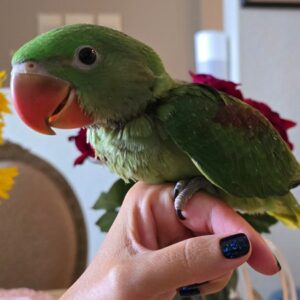 Baby male Alexandrine parakeet named Rhylo with developing emerald feathers