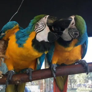Rio and Solara, a bonded Blue & Gold Macaw pair perched closely together.