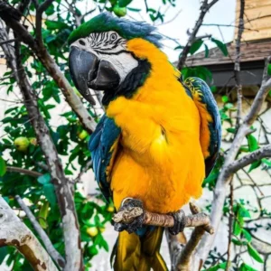 Saffron, a young tame blue yellow macaw perched calmly at Exotic Birds Farm.