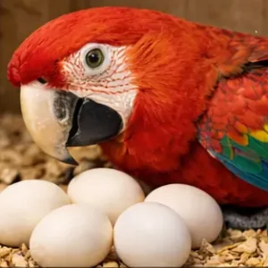 Scarlet Macaw Eggs
