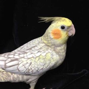 Young Female Cinnamon Cockatiel — With Soft Amber Plumage, Calm Early-Adult Balance and Brightening Social Awareness