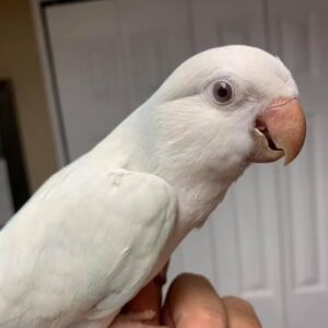 Young female Pallid Quaker Parakeet named Selene with cream-blue plumage