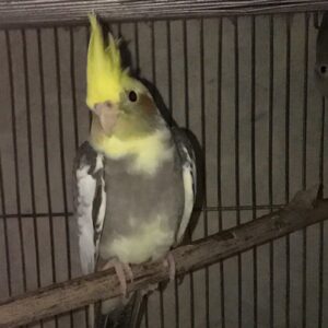 Selesta young female Pied cockatiel with soft mosaic pattern and graceful posture