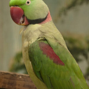 Young female Alexandrine parakeet named Selphira with jade-green plumage