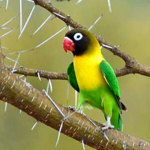 Young female Masked Lovebird with soft charcoal facial mask