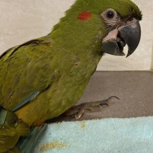 Young female Military Macaw named Serapha with green plumage and red forehead