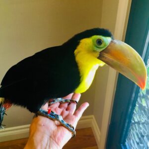Young female Keel-billed Toucan Seraya available for sale with vivid bill colors