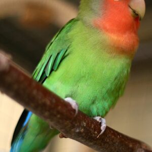 Young female Peach-Faced Lovebird with soft pastel facial colouring