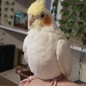 Solanar young male Lutino cockatiel with vibrant golden plumage and confident crest posture