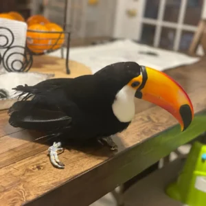 Young female Toco Toucan Solara available for sale with vivid beak coloration