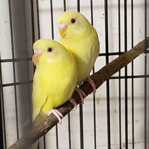 Lutino budgerigar couple Solaro and Lunea with bright yellow plumage