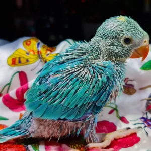 Baby Indian Ringneck parakeet named Solen perched with early green plumage