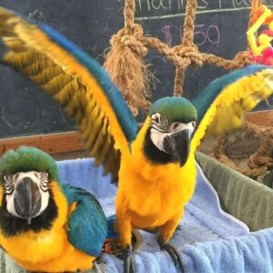Solis and Maribel, a refined blue yellow macaw pair perched peacefully together