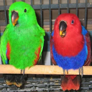 Arelio and Soleina, a bonded Solomon Island Eclectus pair showing harmonious movement and emerald brilliance
