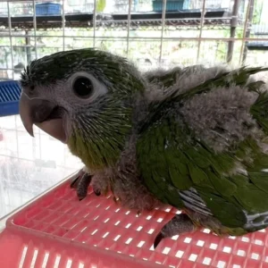 Baby male Hahn’s Macaw named Solviro with green plumage and red shoulder patch