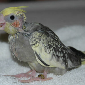 Sorell baby male Pearl cockatiel with radiant laced feather patterns