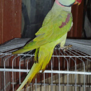 Young male Alexandrine parakeet named Soren displaying emerald feathers