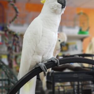 Kaelan, a confident sulphur crested cockatoo young adult with a bright yellow crest.