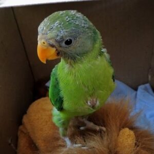 Baby female Plum-Headed Parakeet with soft plum face tones