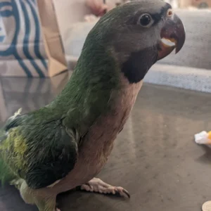 Baby male Derbyan Parakeet with early purple chest tint