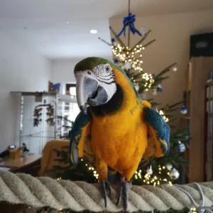 Tavian, a radiant young blue yellow macaw perched gracefully.