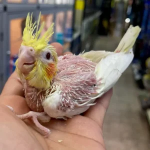 Thalen baby male Cinnamon cockatiel with soft cocoa plumage and gentle expression