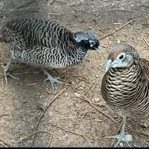 Baby male Lady Amherst’s Pheasant Thalen available for sale