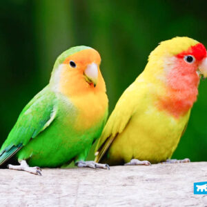 Fischer’s Lovebird pair perched together