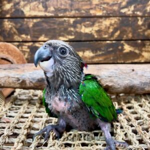 Baby male Hawk-headed Parrot named Vaelrix with early crest development