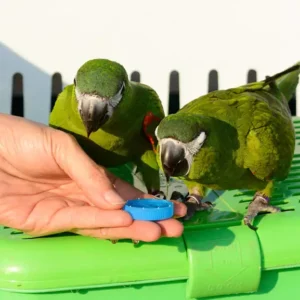 Young pair Hahn’s Macaws Virex and Elara perched together