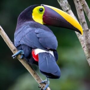 Baby male Chestnut-mandibled Toucan Xaviro available for sale
