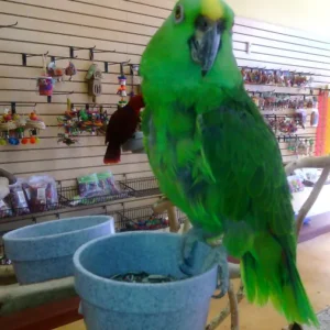 Solaro, a 2.1-year male Yellow-Naped Amazon parrot with bright emerald plumage and expanding vocabulary.