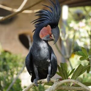 Selene, an elegant 2.1-year young female Black Palm Cockatoo with glossy charcoal feathers.