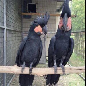 Zephyr and Lyanna, a young male–female Black Palm Cockatoo duo with deep charcoal plumage.