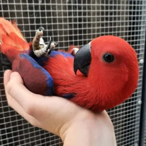 Aurelia, a young red-sided Eclectus female with deep crimson silk and expressive emotional insight